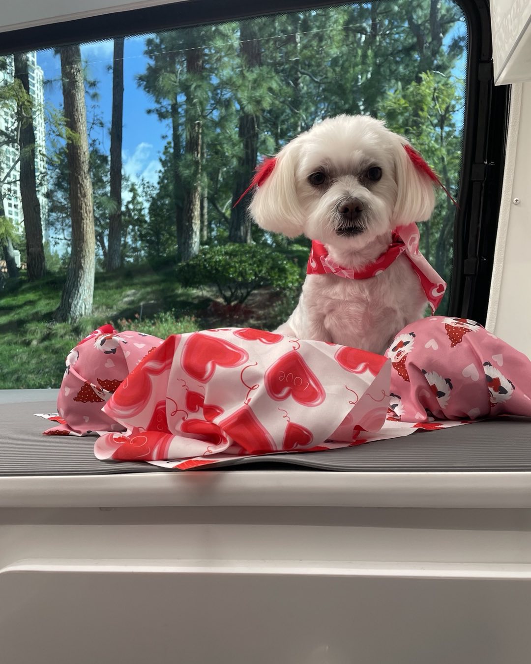 Skip Bayless Wife Ernestine Sclafani Bayless